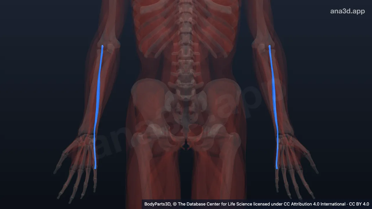 3D model: extensor digiti minimi