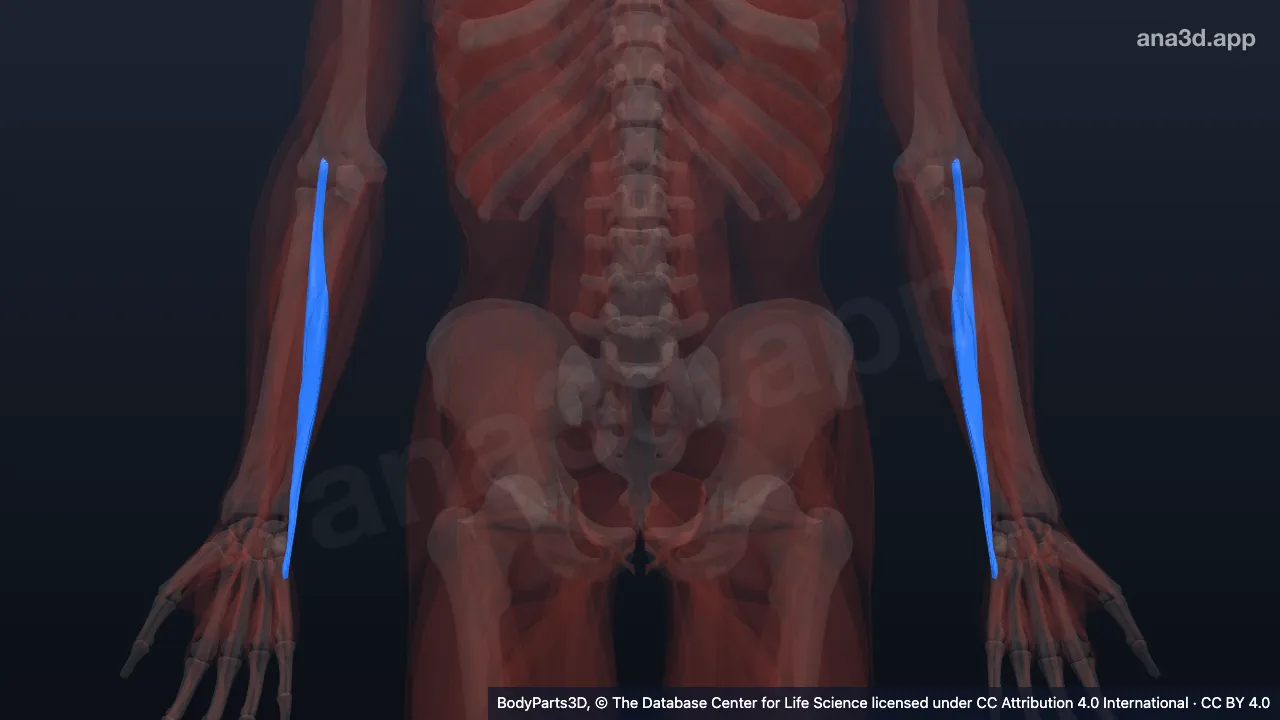 3D model: extensor carpi ulnaris