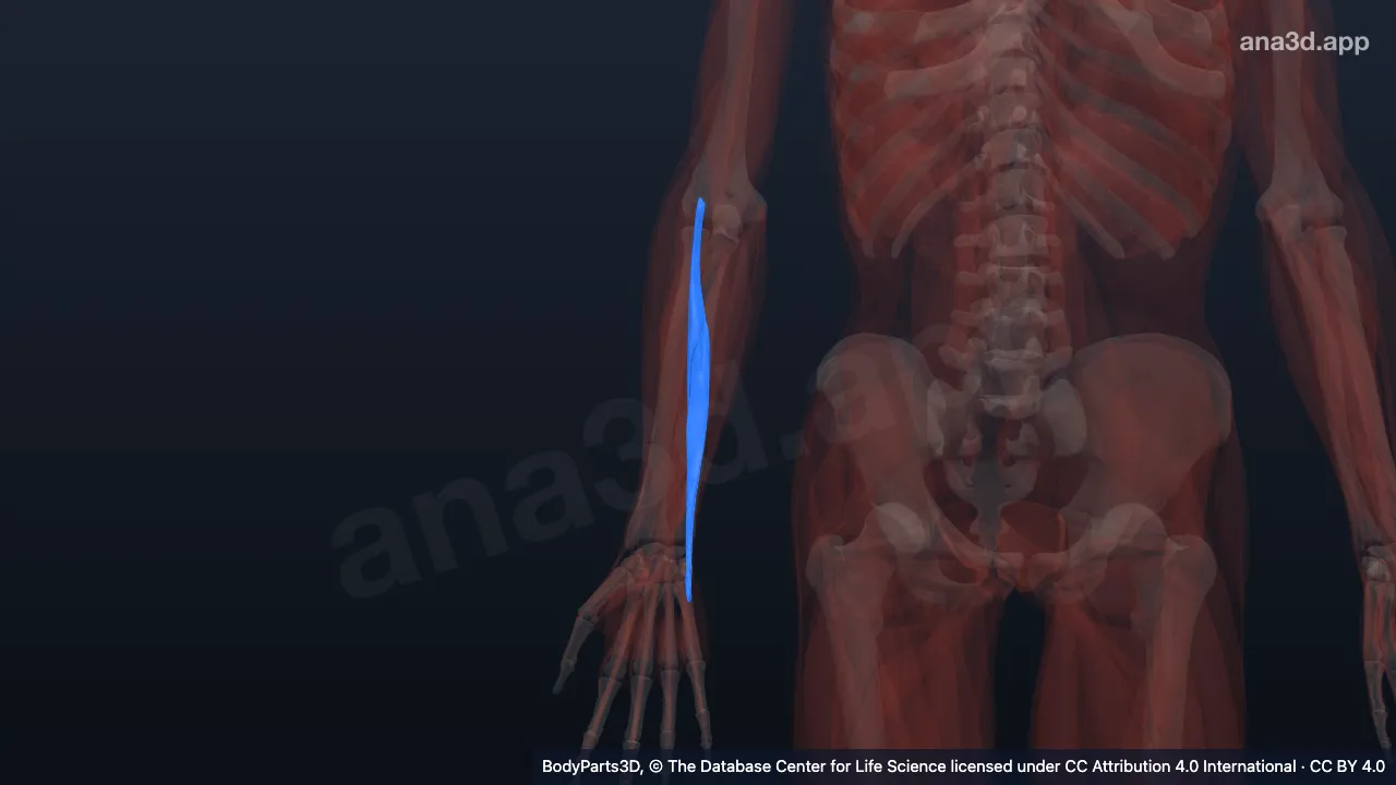 3D model: right extensor carpi ulnaris