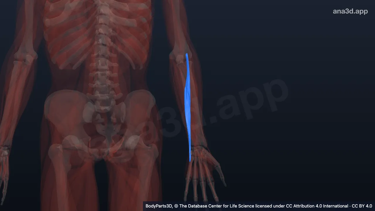 3D model: left extensor carpi ulnaris