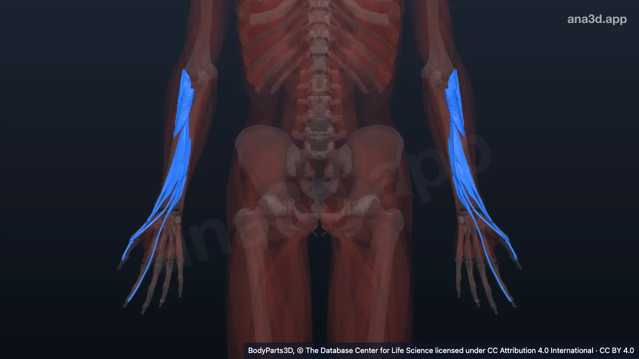 3D model: deep muscle of posterior compartment of forearm