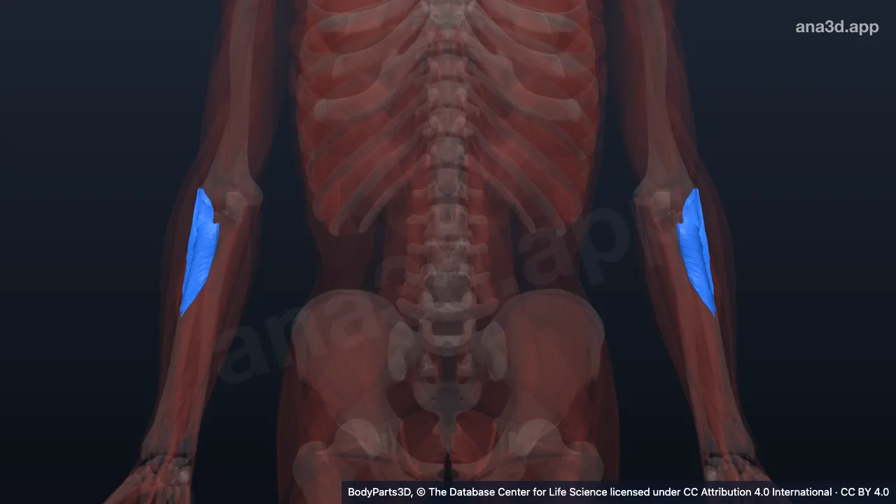 3D model: supinator