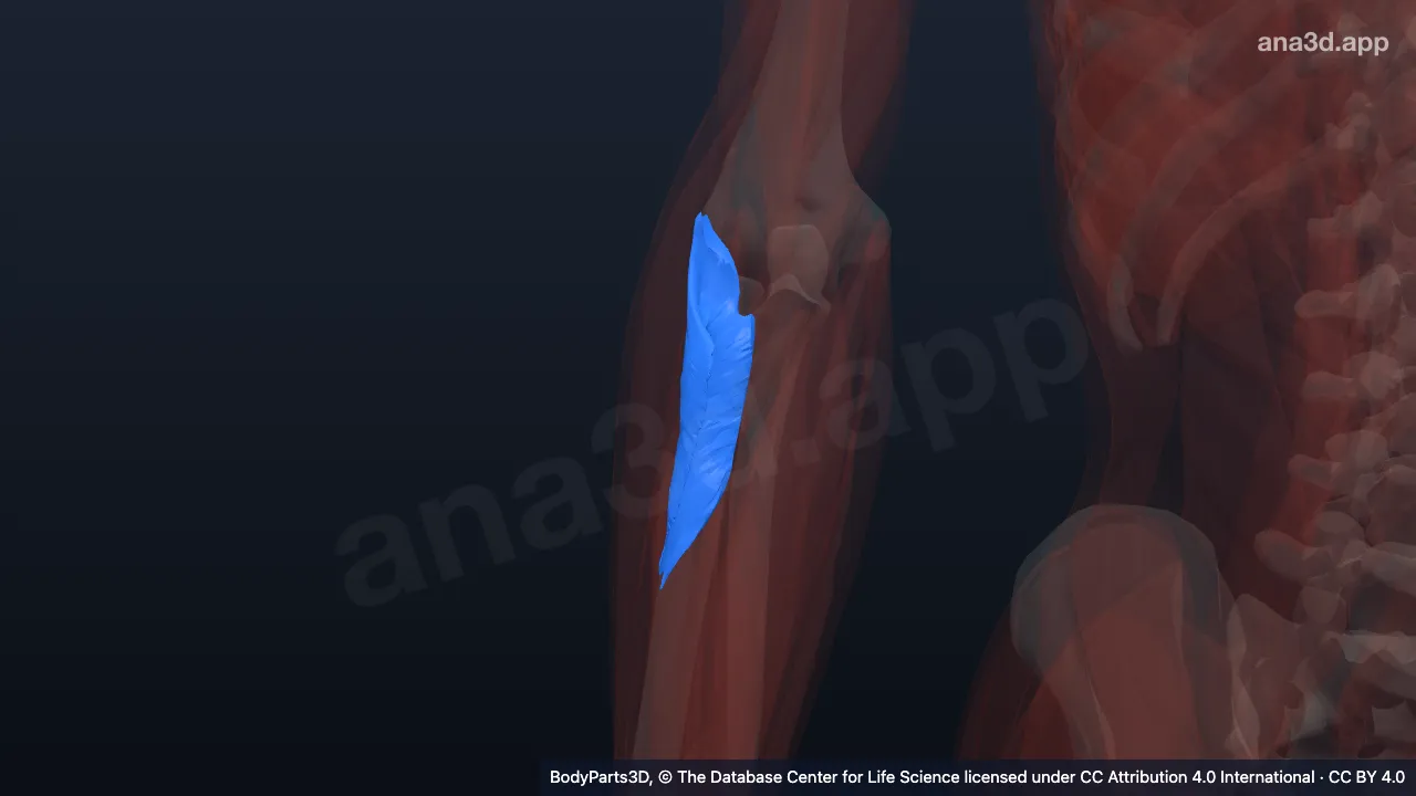 3D model: right supinator