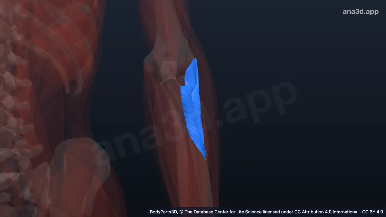 3D model: left supinator