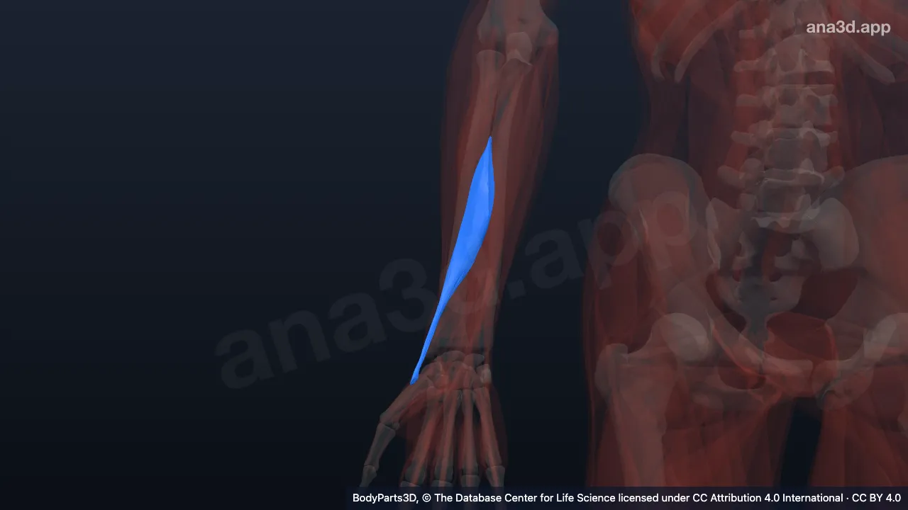 3D model: right abductor pollicis longus