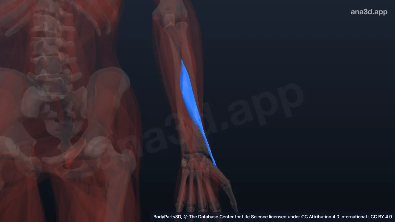 3D model: left abductor pollicis longus