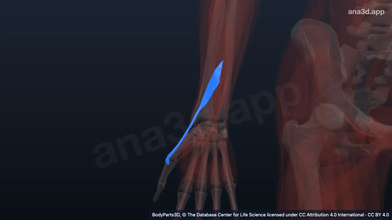 3D model: right extensor pollicis brevis
