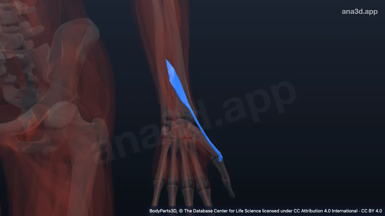 3D model: left extensor pollicis brevis