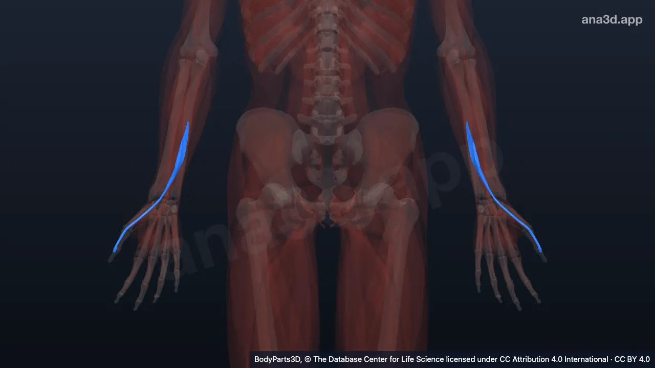 Modelo 3D: Músculo extensor longo do polegar