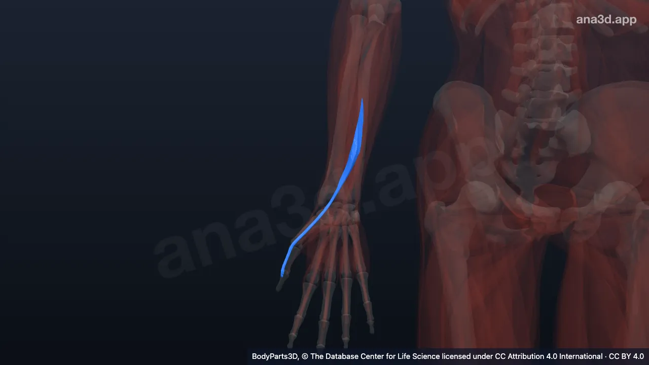 3D model: right extensor pollicis longus