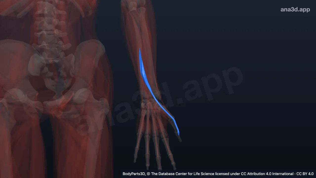 3D model: left extensor pollicis longus
