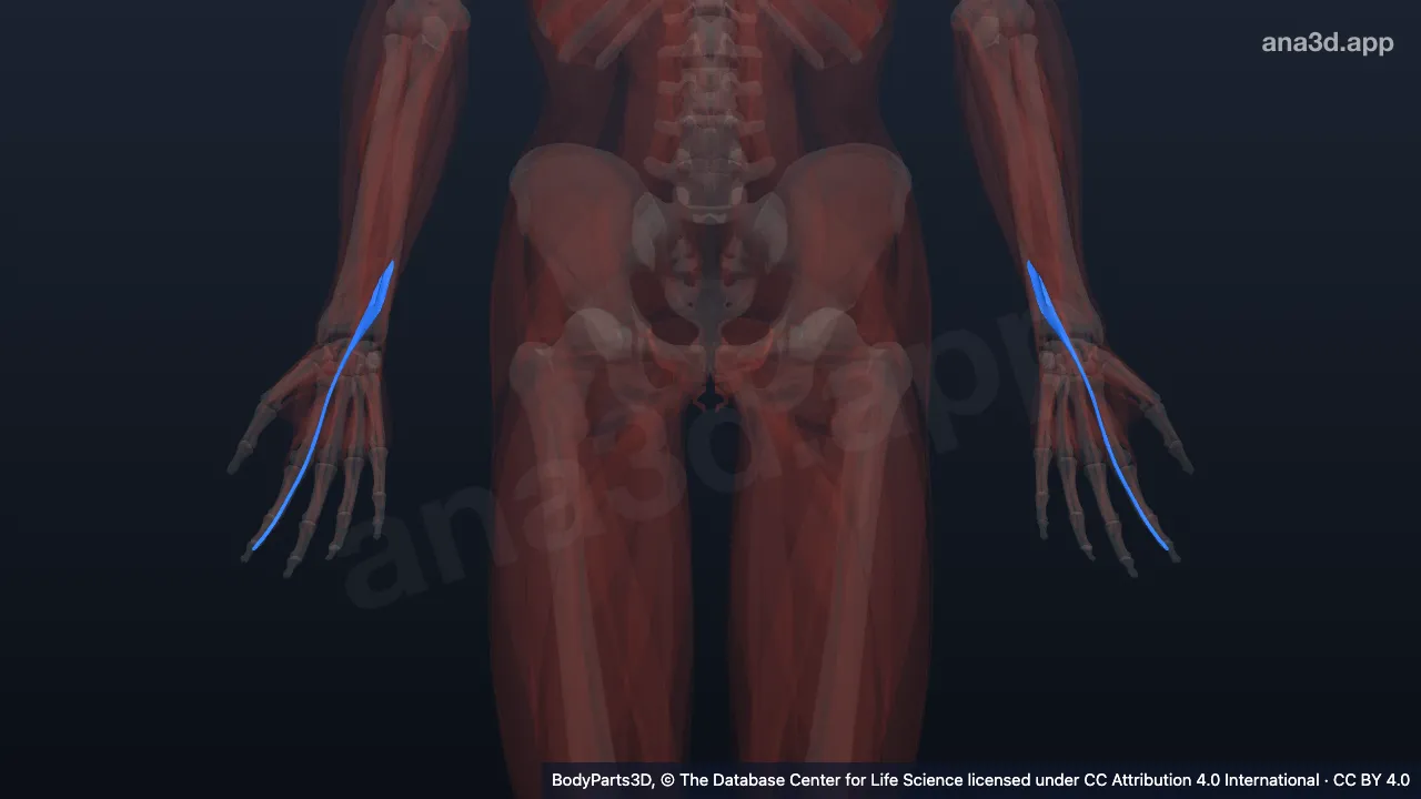 3D model: extensor indicis
