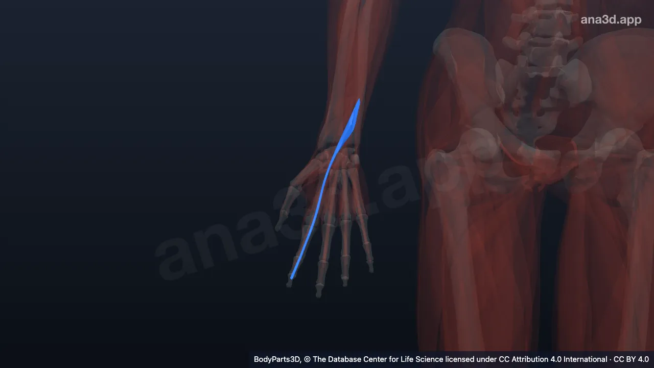 3D model: right extensor indicis