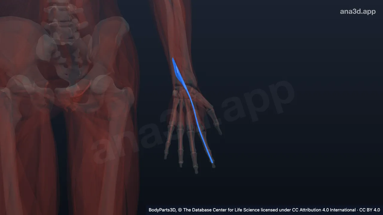 3D model: left extensor indicis