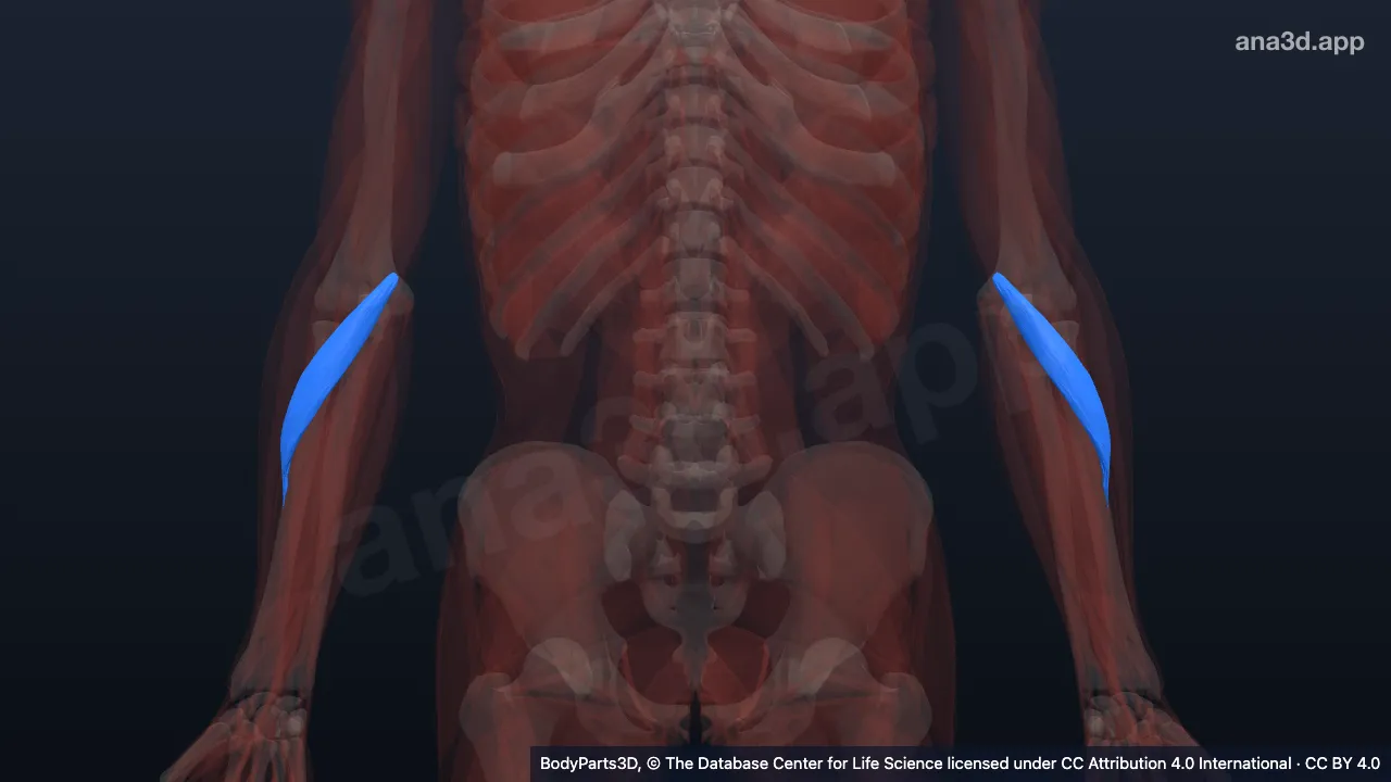Modèle 3D : chef huméral du muscle rond pronateur