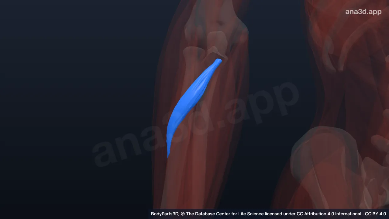 3D model: ulnar head of right pronator teres