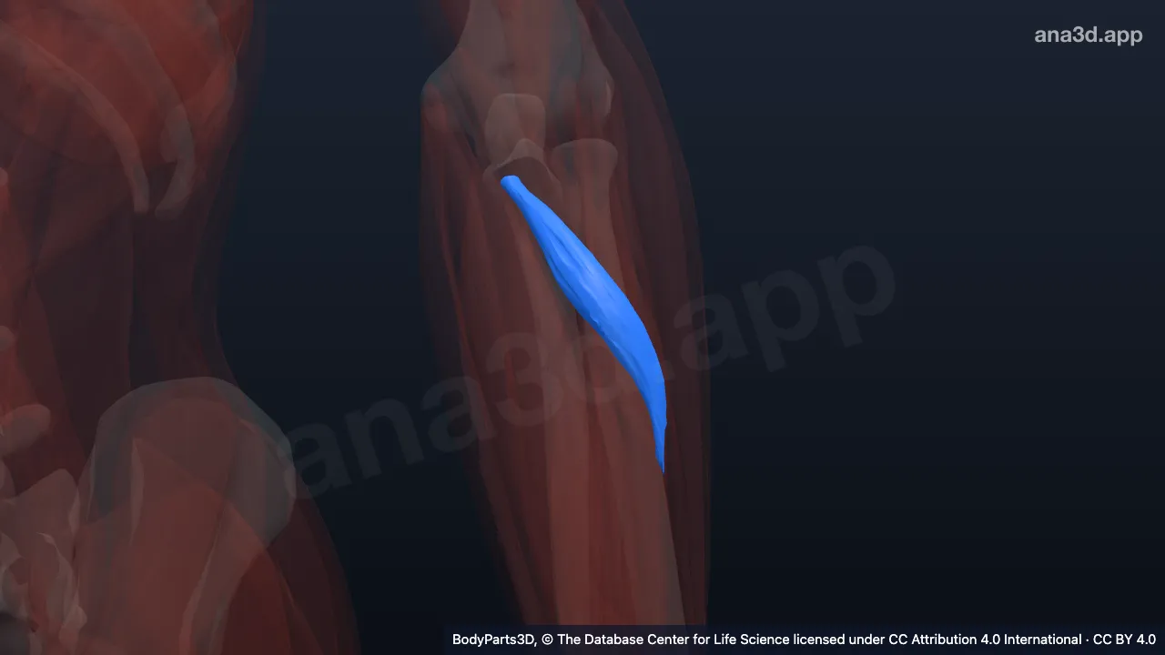3D model: ulnar head of left pronator teres