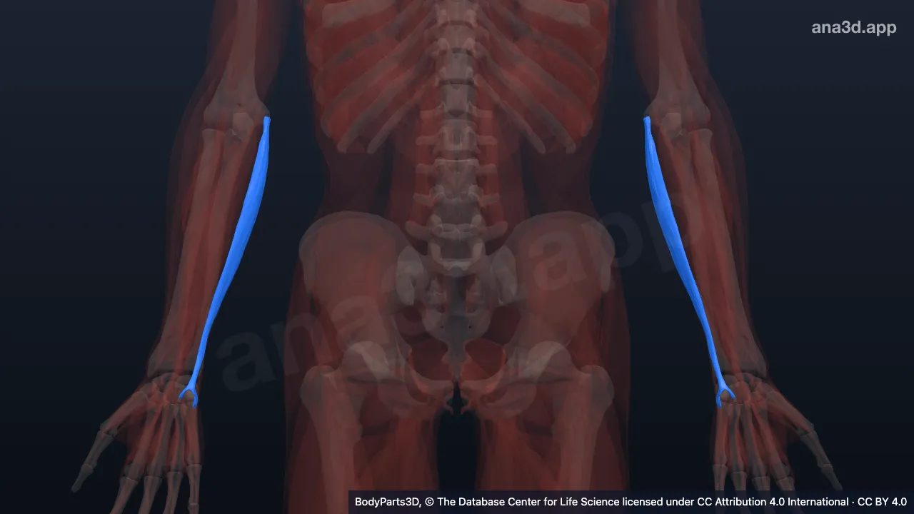 Modelo 3D: Cabeça umeral do flexor do carpo
