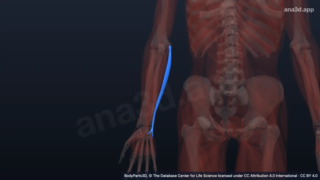 3D model: humeral head of right flexor carpi ulnaris
