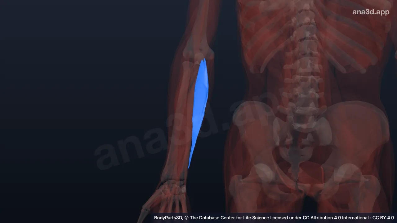3D model: ulnar head of right flexor carpi ulnaris