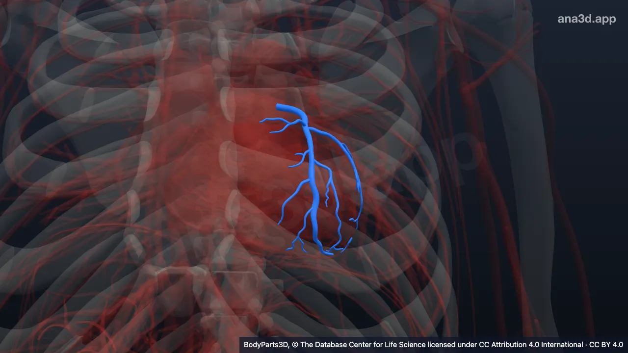 Modèle 3D : artère interventriculaire antérieure