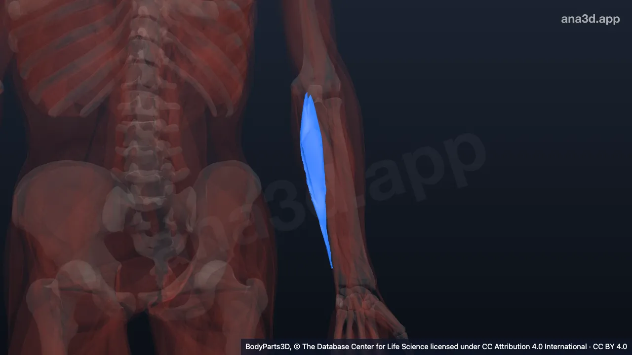 3D model: ulnar head of left flexor carpi ulnaris