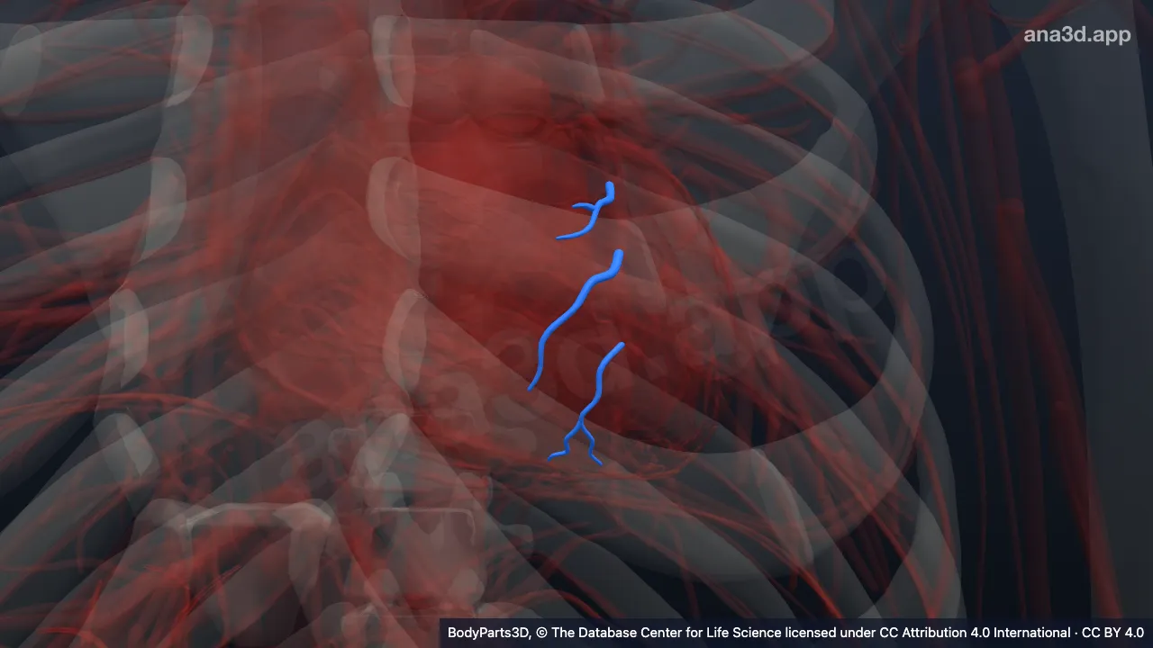 3D model: right anterior branch of anterior interventricular branch of left coronary artery
