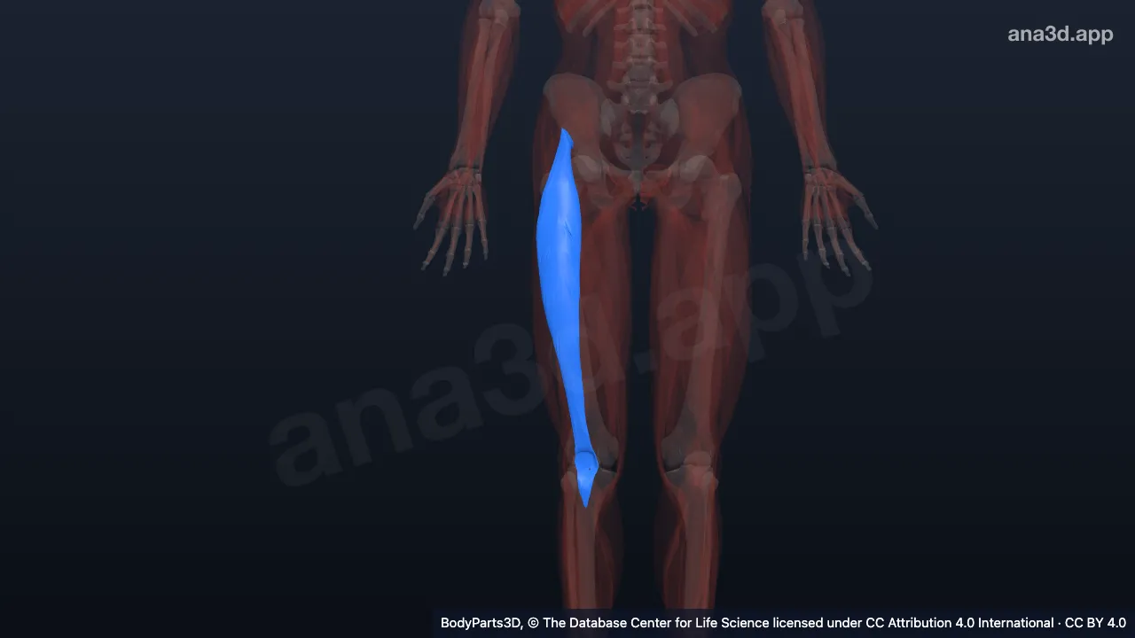 3D model: right rectus femoris