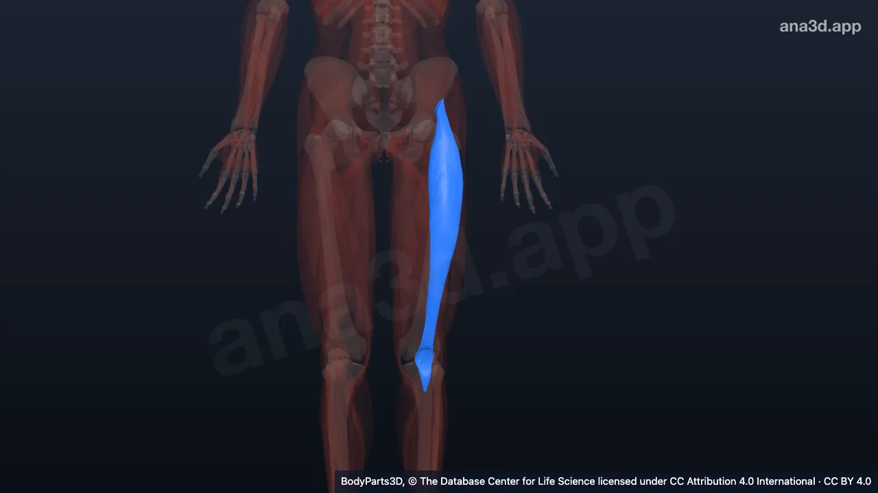 3D model: left rectus femoris
