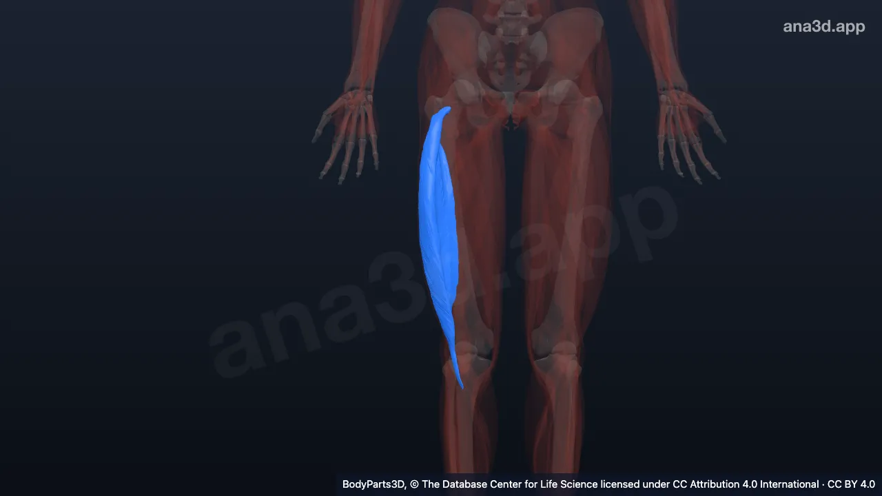 3D model: right vastus lateralis