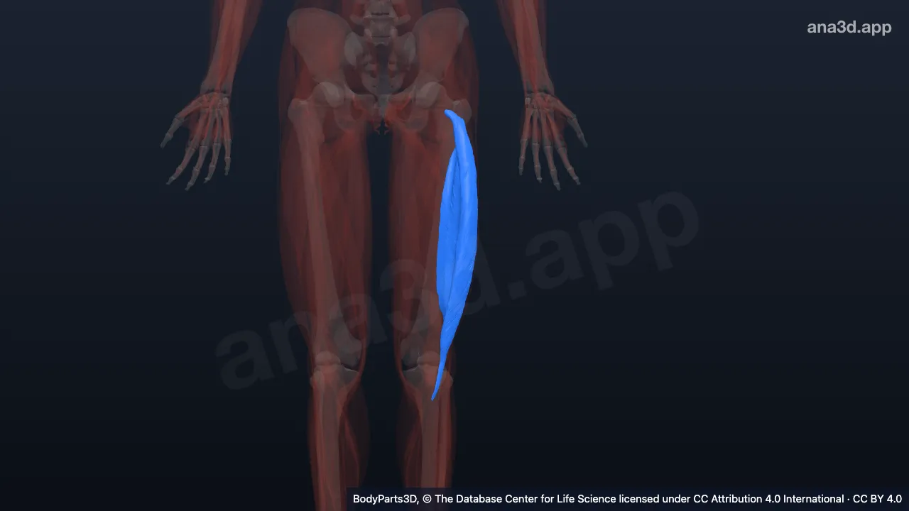 3D model: left vastus lateralis