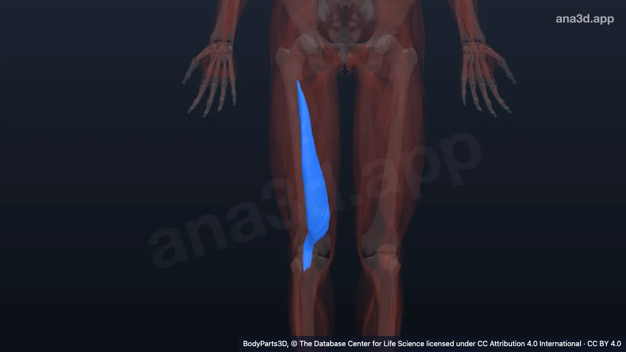 3D model: right vastus medialis