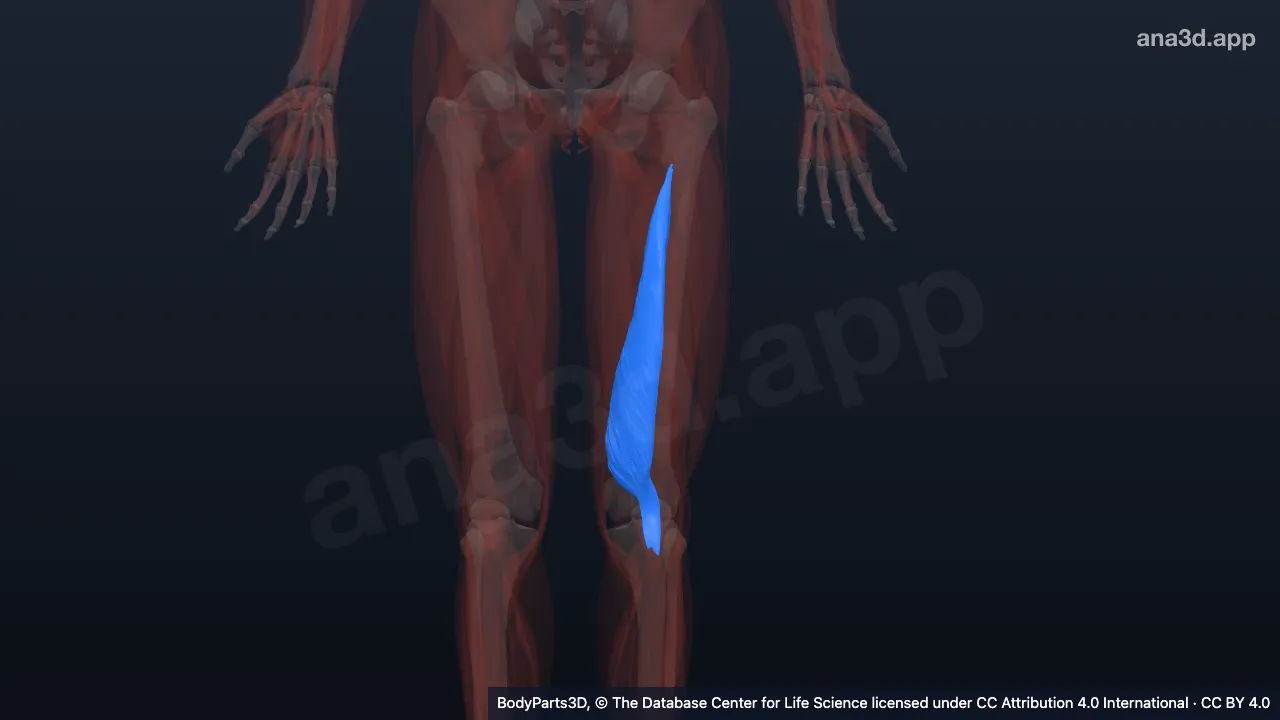 3D model: left vastus medialis