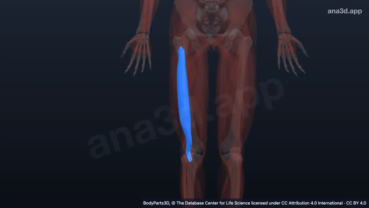 Modelo 3D: Músculo vasto intermédio direito