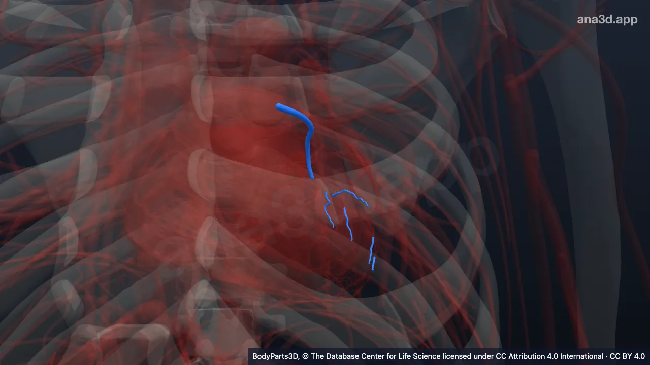 Modèle 3D : rameau circonflexe de l'artère coronaire gauche