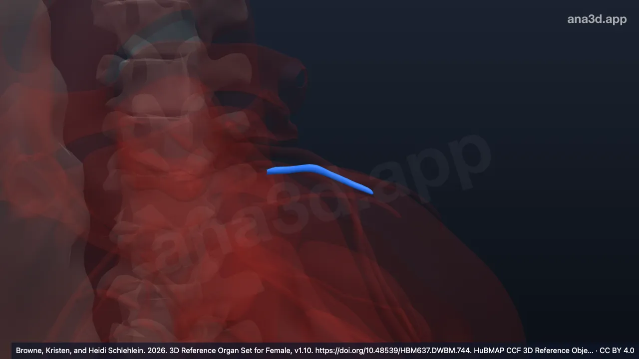 3D model: left marginal artery