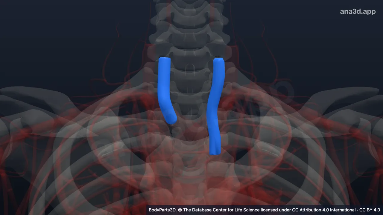 3D-Modell: Arteria carotis communis