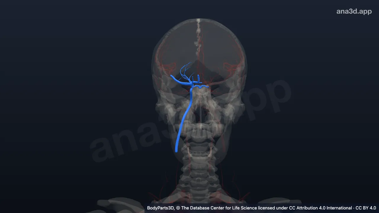3D-Modell: Rechte Arteria carotis interna