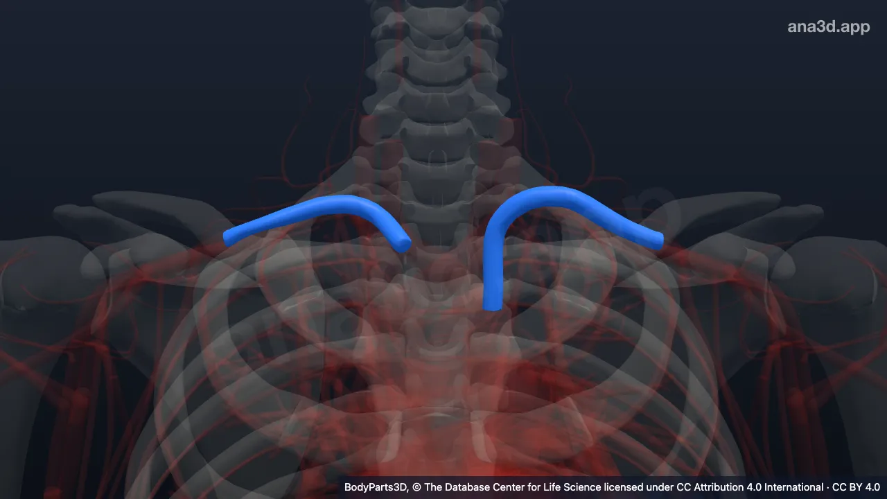 3D model: subclavian artery
