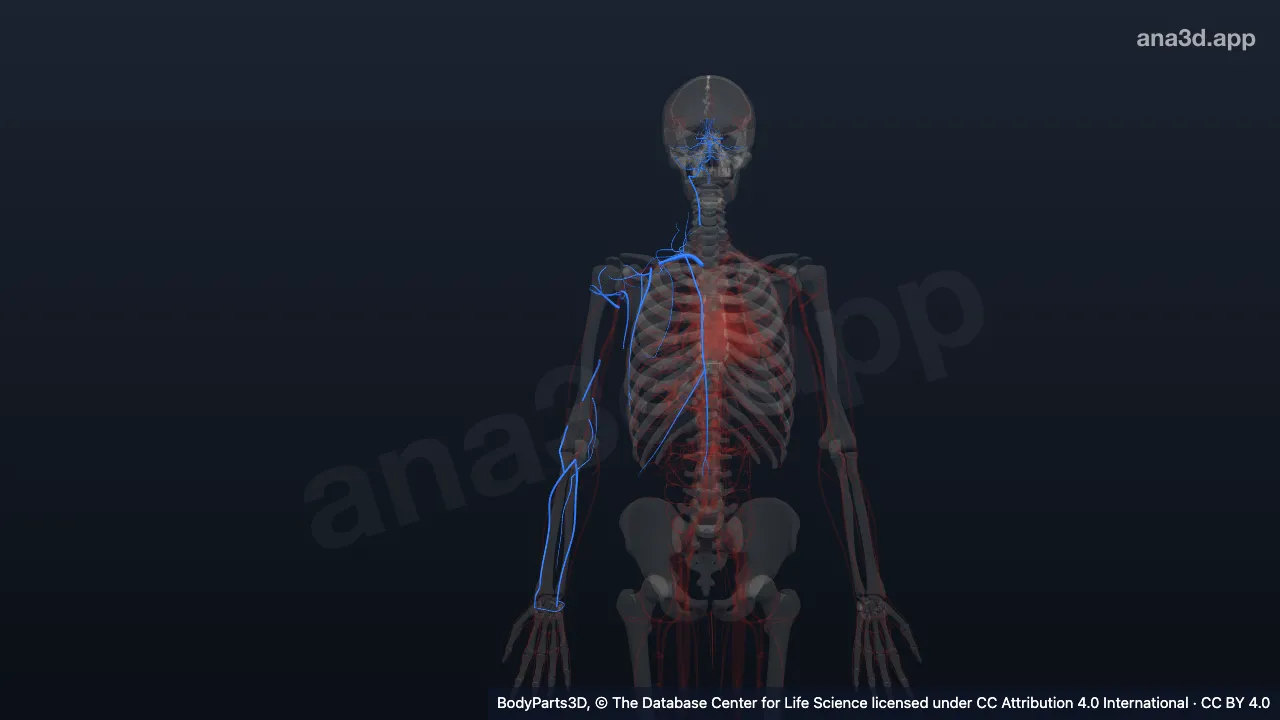 3D model: right subclavian artery