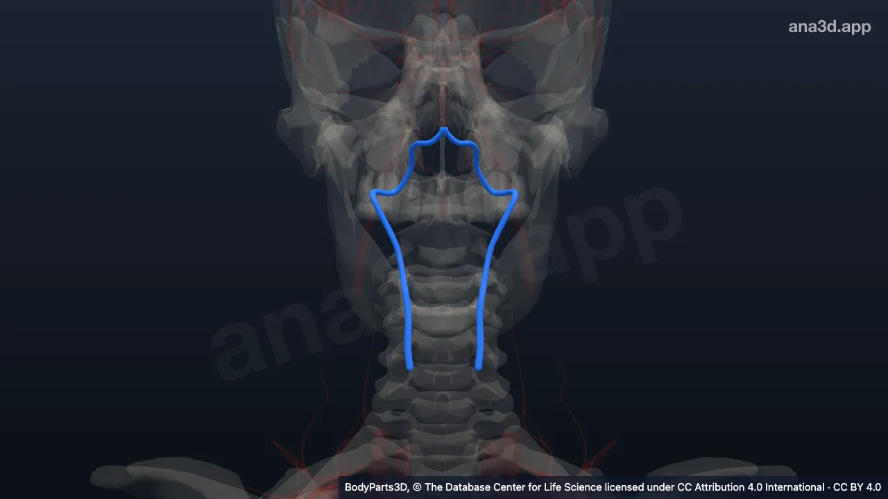 Modelo 3D: artéria vertebral