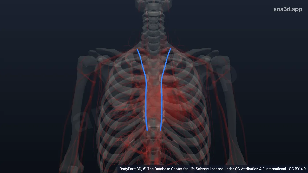 3D model: internal thoracic artery