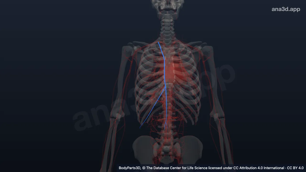 3D model: right internal thoracic artery