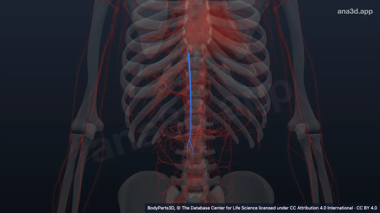 3D model: right superior epigastric artery