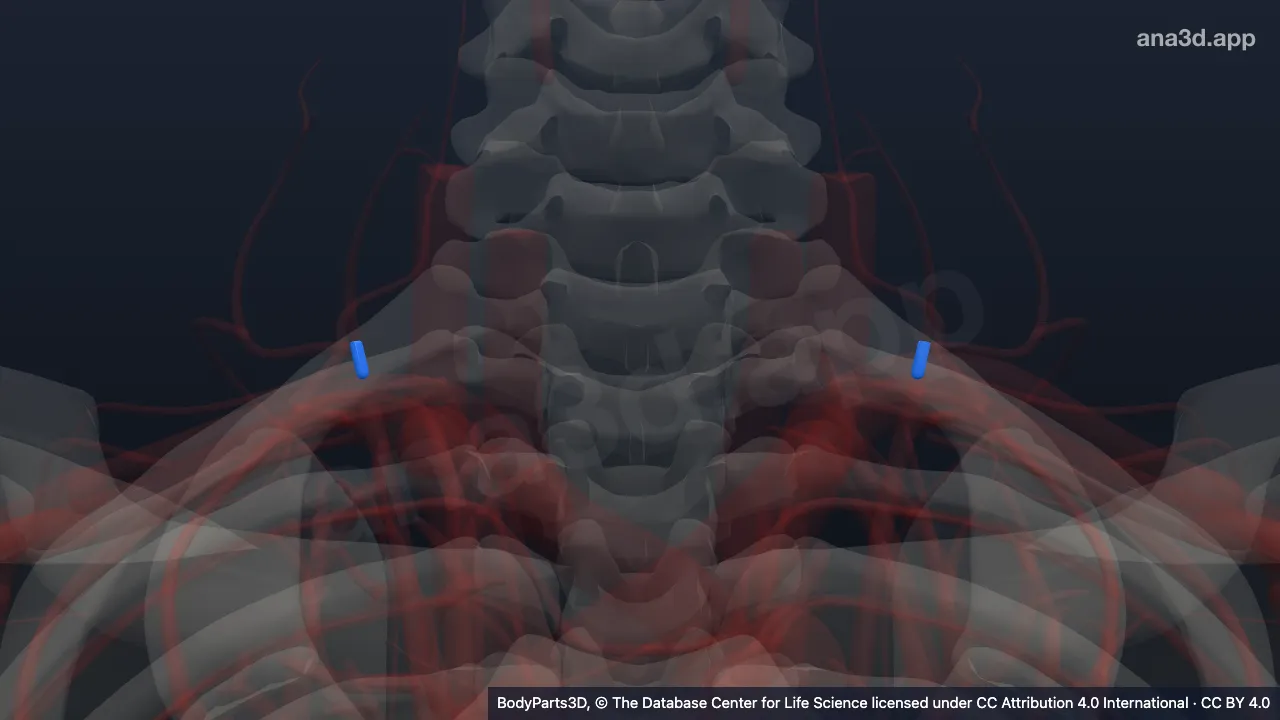 3D model: thyrocervical trunk