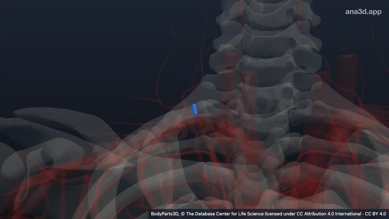 3D model: right thyrocervical trunk