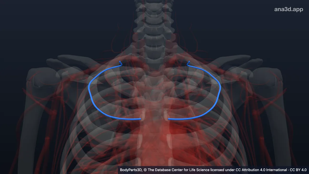 3D model: second posterior intercostal artery