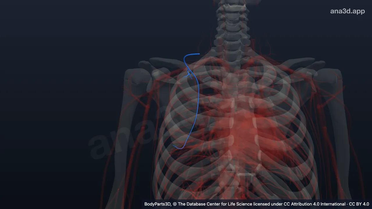 3D-Modell: Rechte Arteria dorsalis scapulae