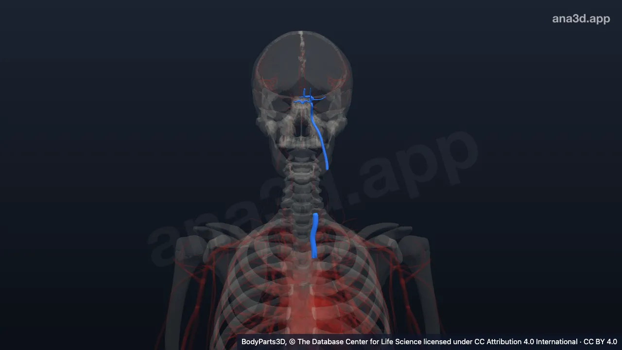3D model: left common carotid artery