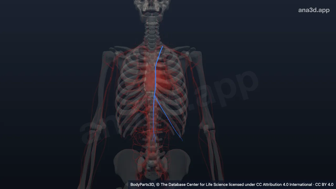 3D model: left internal thoracic artery